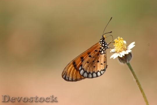 Devostock Butterfly 4K nature  (199).jpeg