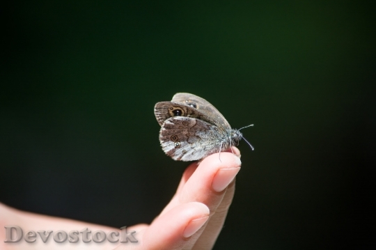 Devostock Butterfly 4K nature  (1).jpeg