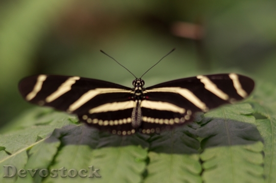 Devostock Butterfly 4K nature  (2)