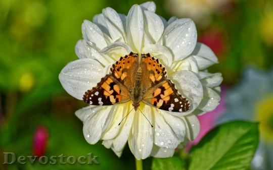 Devostock Butterfly 4K nature  (201).jpeg