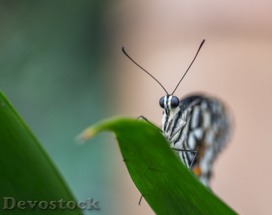 Devostock Butterfly 4K nature  (204).jpeg