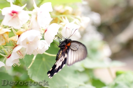 Devostock Butterfly 4K nature  (21)