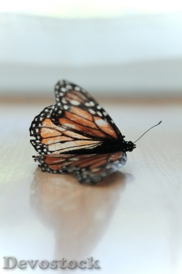 Devostock Butterfly 4K nature  (215).jpeg