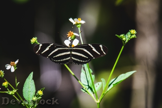 Devostock Butterfly 4K nature  (221).jpeg