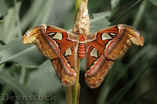 Devostock Butterfly 4K nature  (223).jpeg