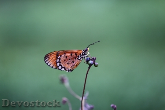 Devostock Butterfly 4K nature  (224).jpeg