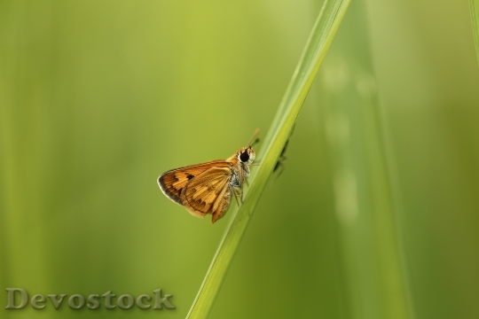 Devostock Butterfly 4K nature  (226).jpeg