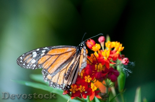 Devostock Butterfly 4K nature  (227).jpeg