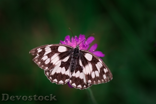Devostock Butterfly 4K nature  (22).jpeg