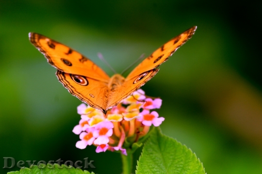 Devostock Butterfly 4K nature  (232).jpeg