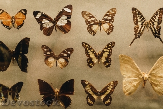 Devostock Butterfly 4K nature  (234).jpeg
