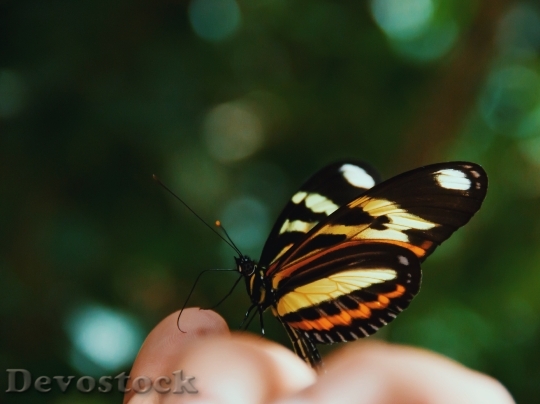 Devostock Butterfly 4K nature  (240).jpeg
