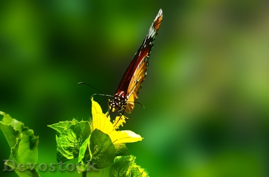 Devostock Butterfly 4K nature  (248).jpeg