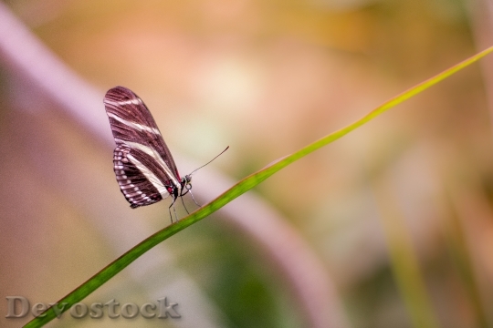 Devostock Butterfly 4K nature  (25)