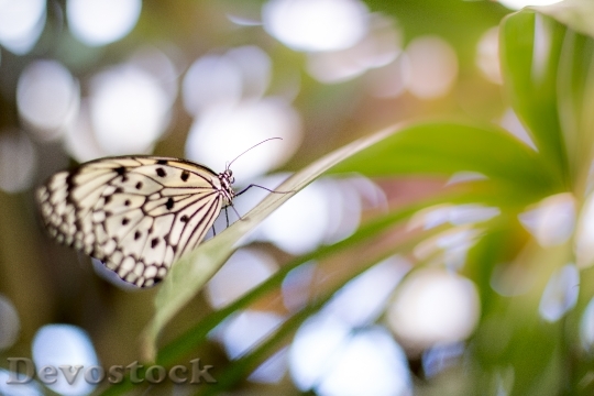 Devostock Butterfly 4K nature  (26)