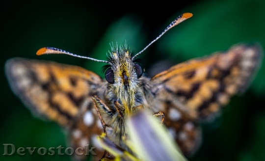 Devostock Butterfly 4K nature  (260).jpeg