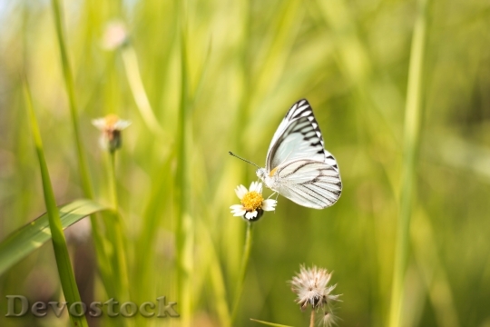 Devostock Butterfly 4K nature  (264).jpeg