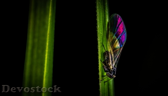 Devostock Butterfly 4K nature  (267).jpeg