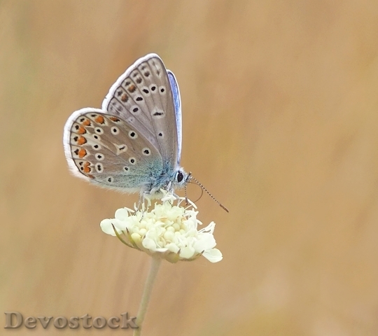 Devostock Butterfly 4K nature  (26).jpeg