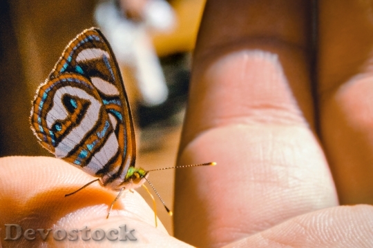 Devostock Butterfly 4K nature  (277).jpeg