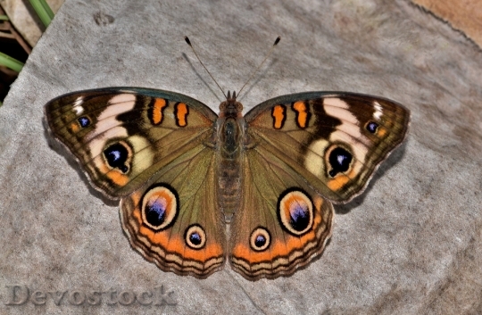 Devostock Butterfly 4K nature  (27).jpeg