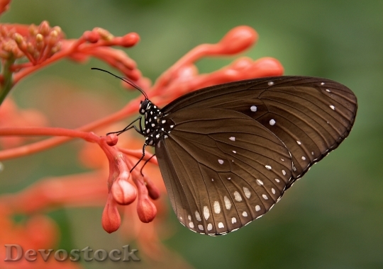 Devostock Butterfly 4K nature  (283).jpeg