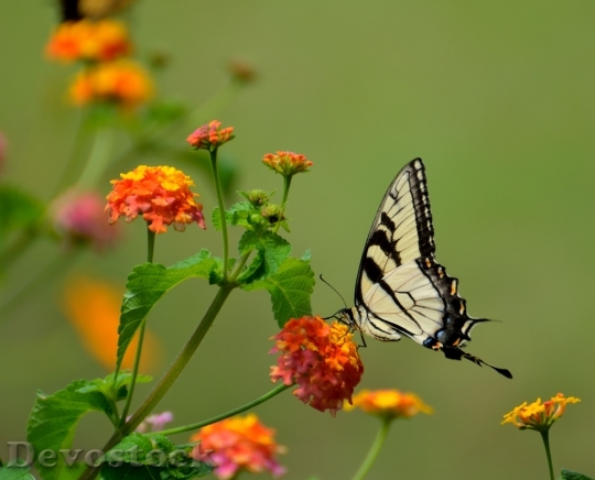 Devostock Butterfly 4K nature  (284).jpeg