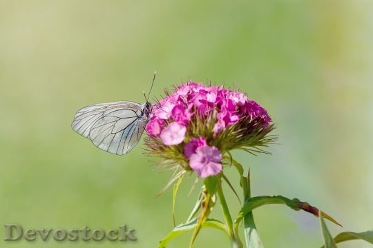 Devostock Butterfly 4K nature  (286).jpeg