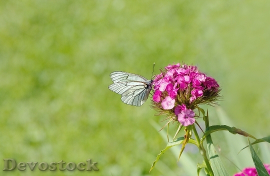 Devostock Butterfly 4K nature  (287).jpeg