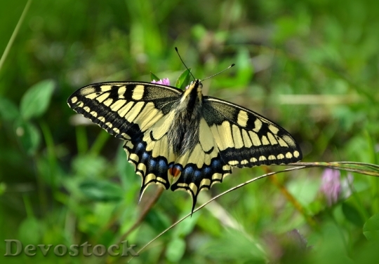 Devostock Butterfly 4K nature  (28).jpeg