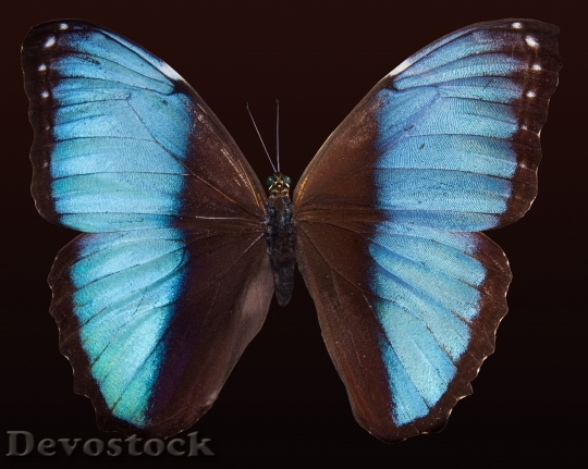 Devostock Butterfly 4K nature  (29).jpeg
