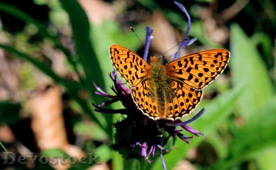 Devostock Butterfly 4K nature  (2).jpeg