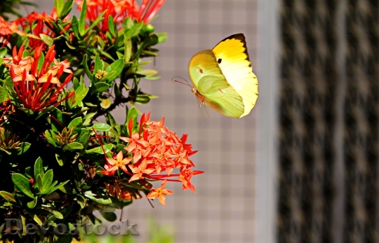 Devostock Butterfly 4K nature  (3)