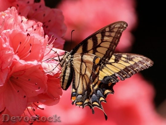 Devostock Butterfly 4K nature  (31).jpeg