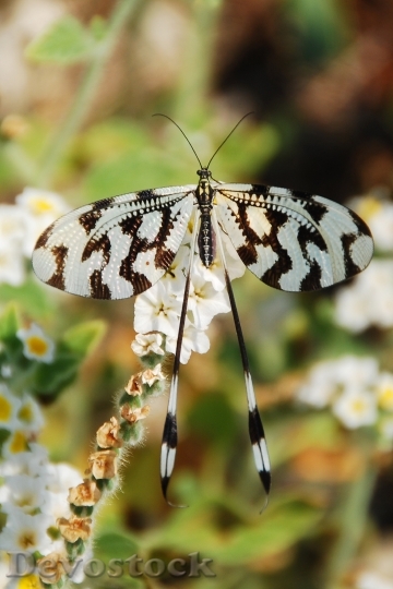 Devostock Butterfly 4K nature  (34).jpeg