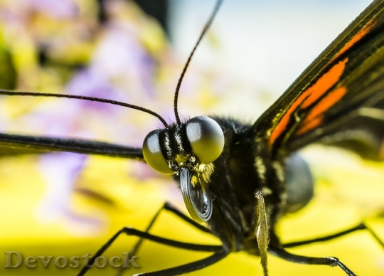 Devostock Butterfly 4K nature  (35).jpeg