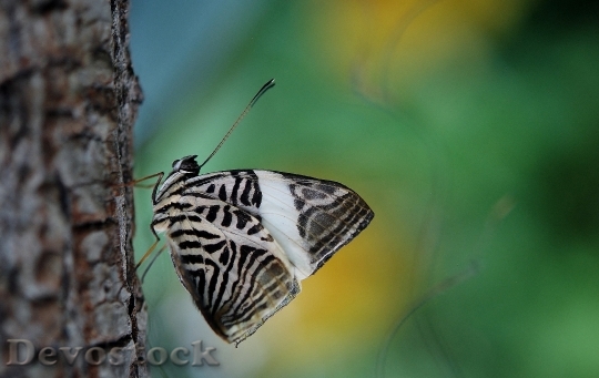 Devostock Butterfly 4K nature  (37).jpeg