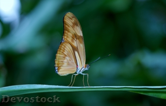 Devostock Butterfly 4K nature  (38).jpeg