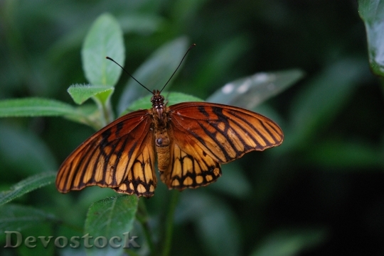 Devostock Butterfly 4K nature  (39).jpeg