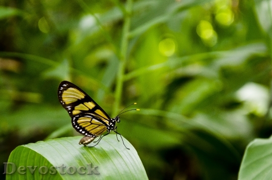 Devostock Butterfly 4K nature  (40).jpeg