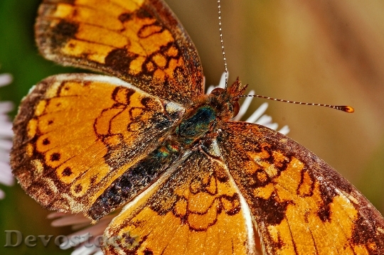 Devostock Butterfly 4K nature  (44).jpeg
