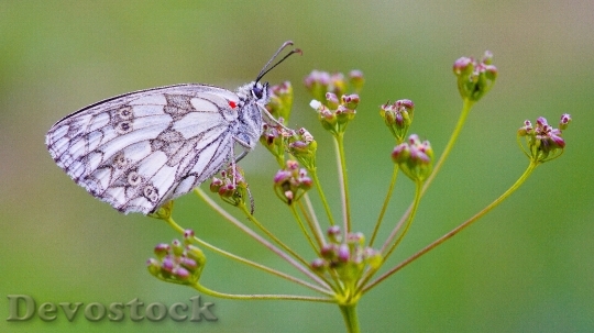 Devostock Butterfly 4K nature  (45).jpeg