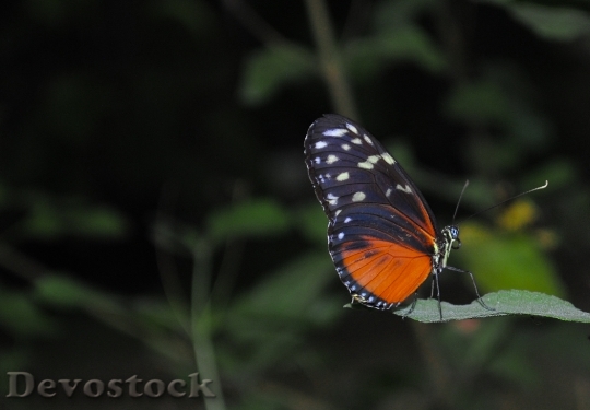 Devostock Butterfly 4K nature  (48).jpeg