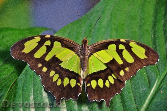 Devostock Butterfly 4K nature  (5)