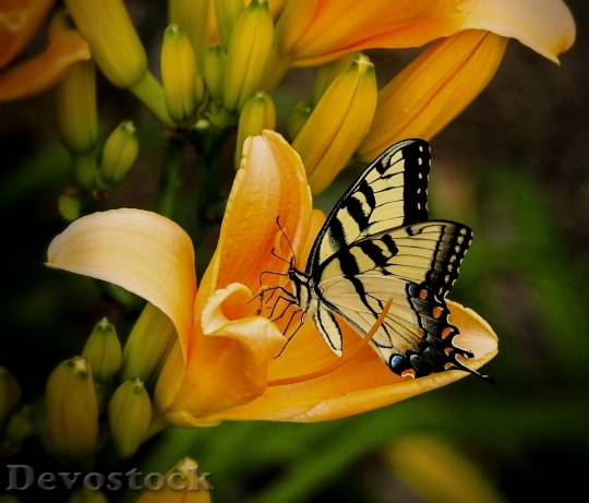 Devostock Butterfly 4K nature  (50).jpeg