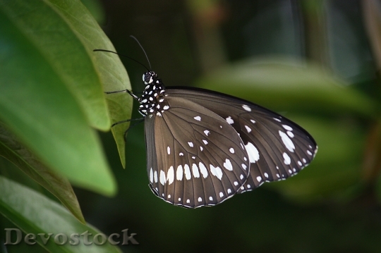 Devostock Butterfly 4K nature  (51).jpeg