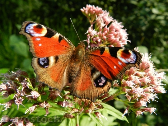 Devostock Butterfly 4K nature  (52).jpeg