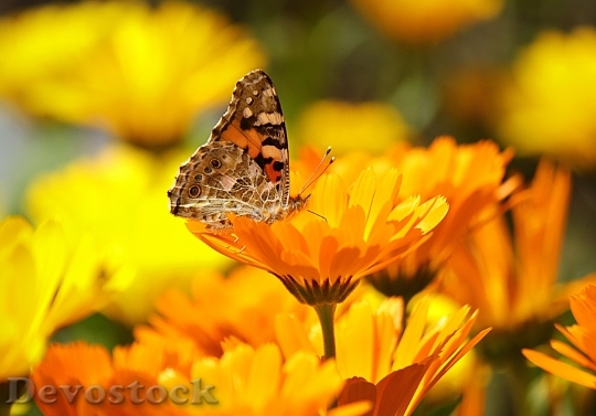Devostock Butterfly 4K nature  (54).jpeg