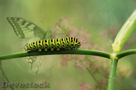 Devostock Butterfly 4K nature  (58).jpeg