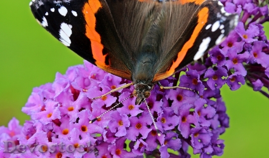 Devostock Butterfly 4K nature  (5).jpeg